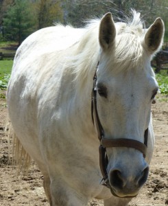 White horse with bridle standing on bare ground, with grass in background.