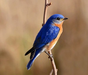 Bluebird perched on a branch.