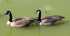 Mated pair of Canada geese in green water.