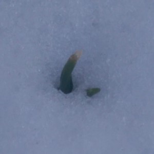 Tiny green tips of hyacinth shoots reaching through the snow.