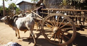 Wooden cart drawn by oxen on a dirt road.