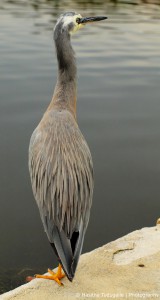 heron