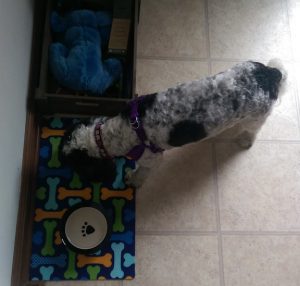 Small black and white spotted dog eating her breakfast.