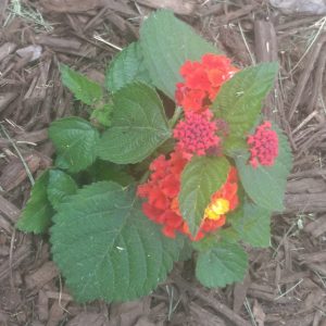 Small lantana with orange, pink, and yellow blossoms.