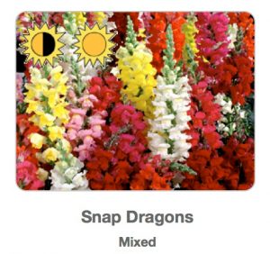 Picture of mixed-color snapdragons from plant sale flyer.