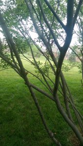 Willow after pruning off small branches.