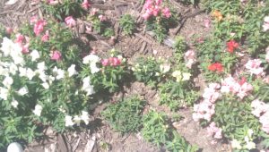 Snapdragons in bloom with two plants larger than the others.