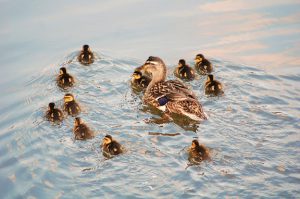 Wood duck swimming with her ducklings.