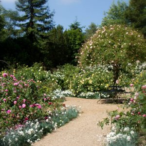 English rose garden with a path through the flowers.