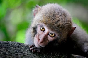 Monkey with big eyes peering over a log.