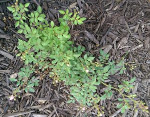 Small rosebush about to bloom.