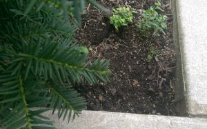 Small weeds under a bush that needs mulch.