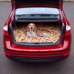 Dog sitting on a big heap of bones in a car.