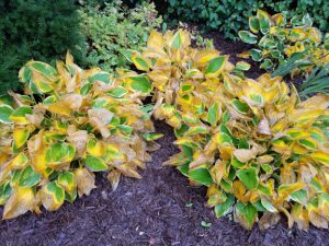 Hostas in autumn with a mix of bright yellow, green, and brown leaves.