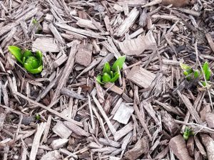Green shoots of spring bulbs coming up in January.