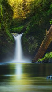 Waterfall in a forest with sunlit trees in the background.