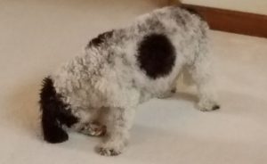 Small dog trying to open a Christmas present.