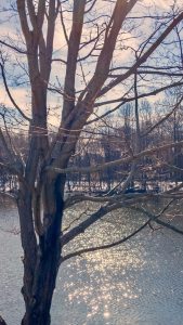 Pond with bare trees in winter