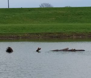 Large log in the river.