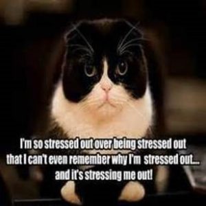 Cat picture that says "I'm so stressed out over being stressed out that I can't even remember why I'm stressed out... and it's stressing me out!"