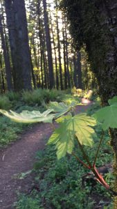 Forest trail in springtime, with light filtering through the trees.