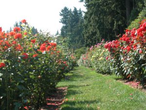 Grass path through rose garden in bloom.