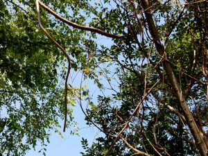 Dead vines hanging from tree branches