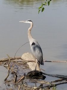 Heron standing on a small log in the river.