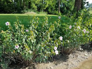 Wildflowers on the riverbank.