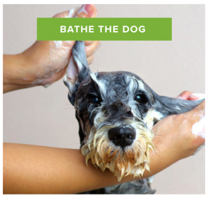 Wet dog photo captioned "Bathe the dog."