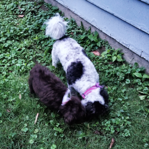 Black and white Cavachon making friends with brown Labradoodle puppy.