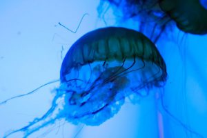 Jellyfish in shades of blue, green, and purple.