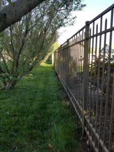 Aluminum fence with a willow hedge to the left.