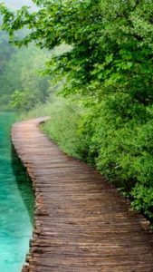 Wooden pathway beside water, trees, and bushes.