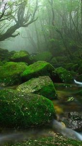 Mossy rocks in a stream in Yakushima Forest, Japan.