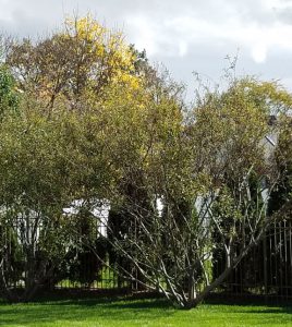 Willows after pruning in October.