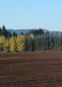 Newly planted field in autumn.