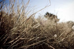 Landscape with dry, brown weeds.