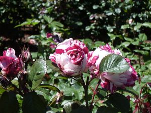 Red and white roses blooming.