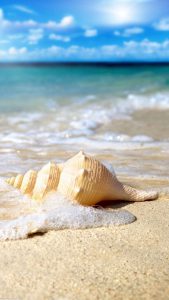 Large seashell on beach.