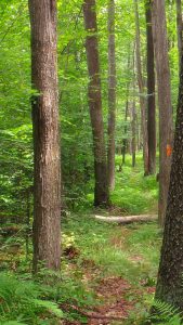 Loggers' path with sunlight filtering through tall trees.