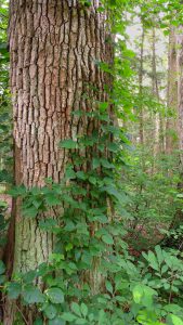 Old-growth forest with large tree trunk in foreground.