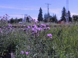 Thistles blooming in a field.