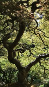 Dark tree outlined by pale green leaves.