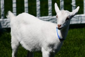 White goat standing on grass.