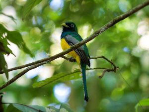 Tropical bird on branch in rainforest.