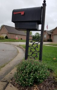 Photo of a mum, next to my mailbox, with buds starting to open.