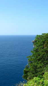 Cliff with trees and shrubs dropping away to the ocean.