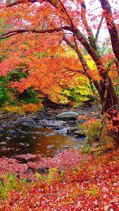 Colorful trees with falling leaves beside a creek.