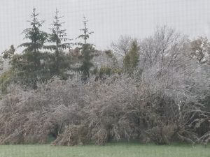 Ice-covered willows with branches hanging to the ground.